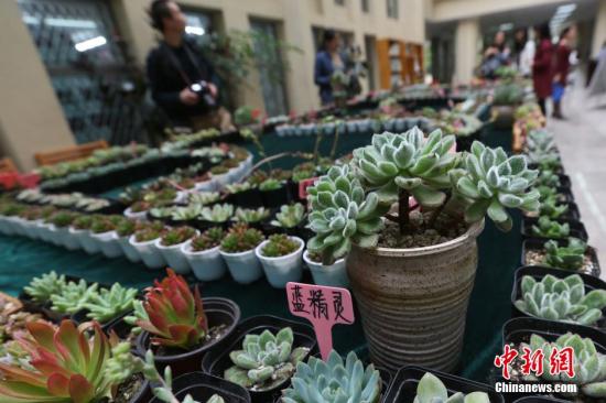 資料圖：多肉植物。<a target='_blank' href='http://www.chinanews.com/'>中新社</a>記者泱波攝
